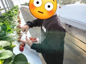イチゴ狩りにて、イチゴをハサミで切り落とすお子様