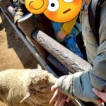 海の中道海浜公園で羊とたわむれる