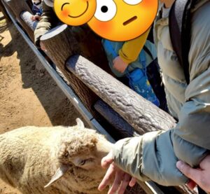 海の中道海浜公園で羊とたわむれる